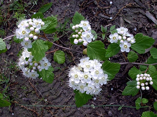 {Physocarpus opulifolius}
